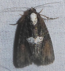 Bryolymnia semifascia