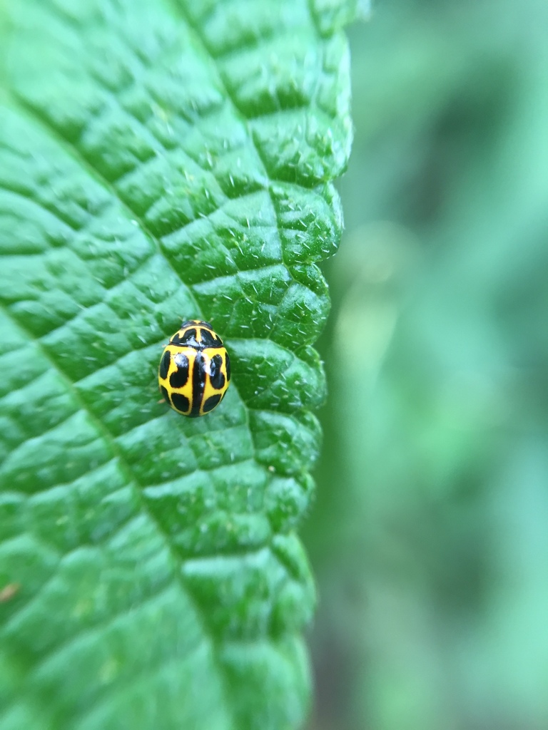 Dilatitibialis poortmanni
