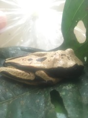 Nyctimantis rugiceps