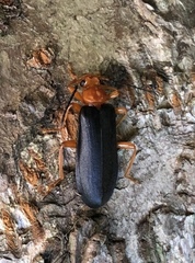 Neopyrochroa flabellata