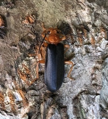 Neopyrochroa flabellata