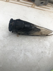 Neotibicen lyricen engelhardti