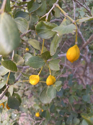 Guaiacum