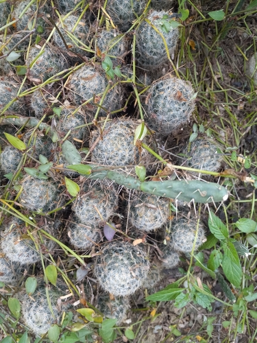 Foto de Cacto-ouriço