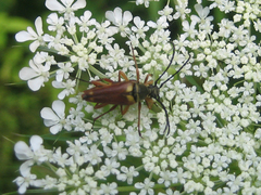 Typocerus acuticauda