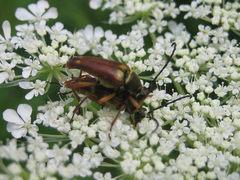 Typocerus acuticauda