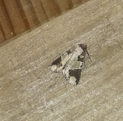 Condica cupentia