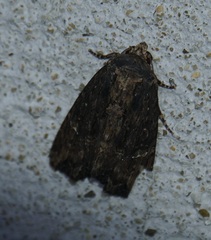 Dypterygia ordinarius