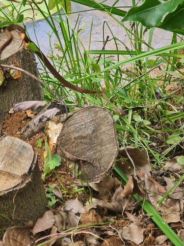Brown Tree Snake sighting