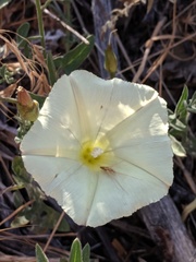 Calystegia occidentalis