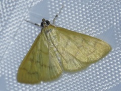 Epicorsia oedipodalis