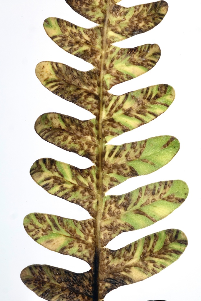 Uredinopsis virginiana