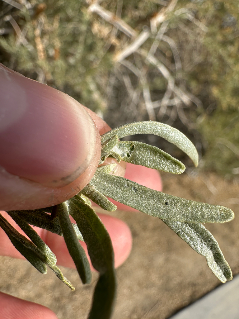 Scrobipalpuloides