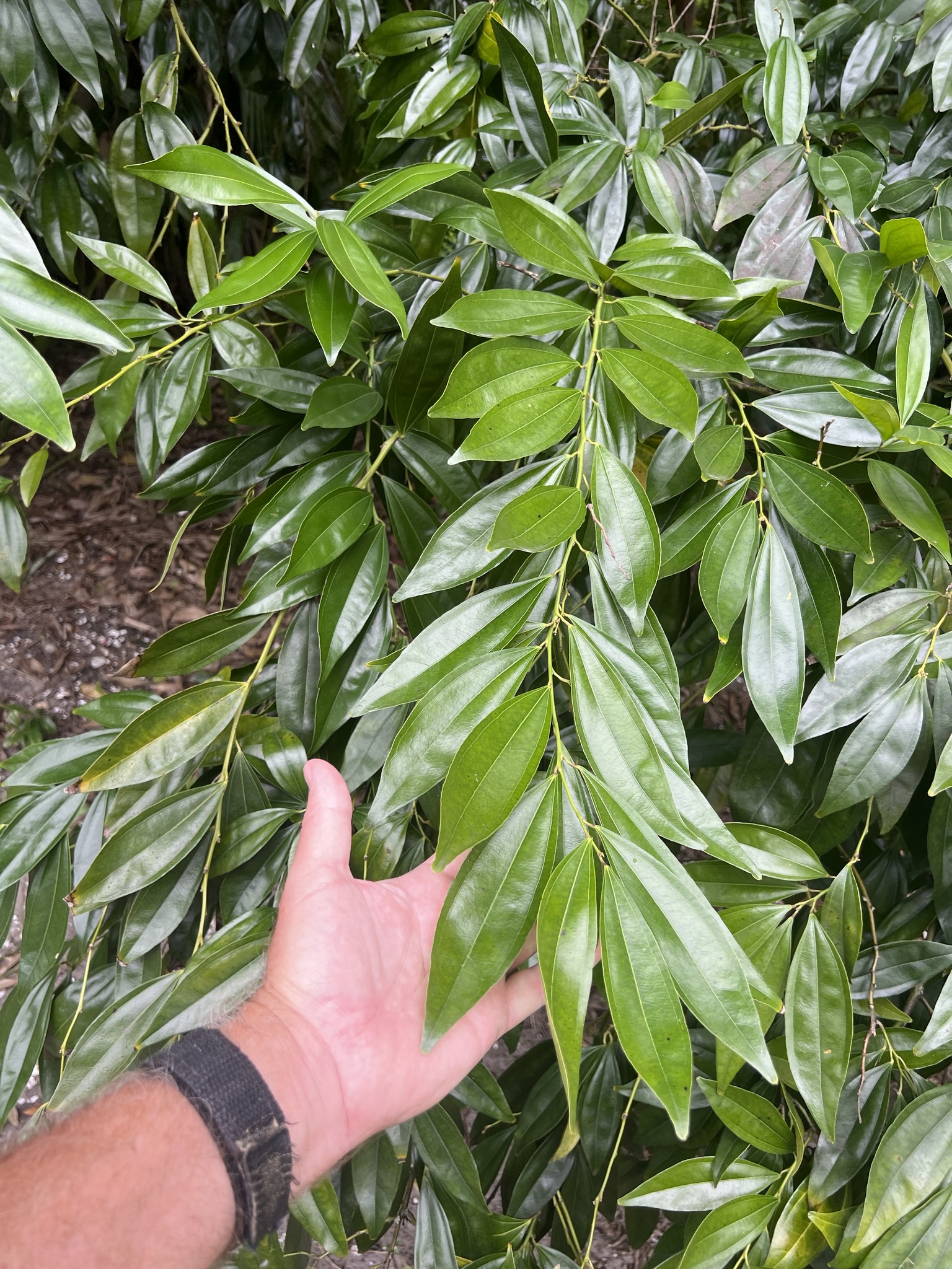Imagem de Canela-da-China