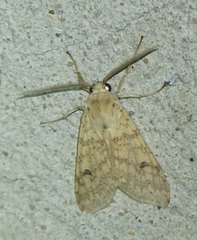 Lophocampa hispaniola