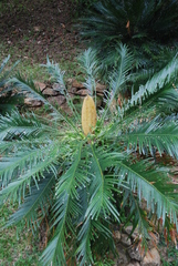 Cycas