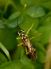Tenthredo verticalis