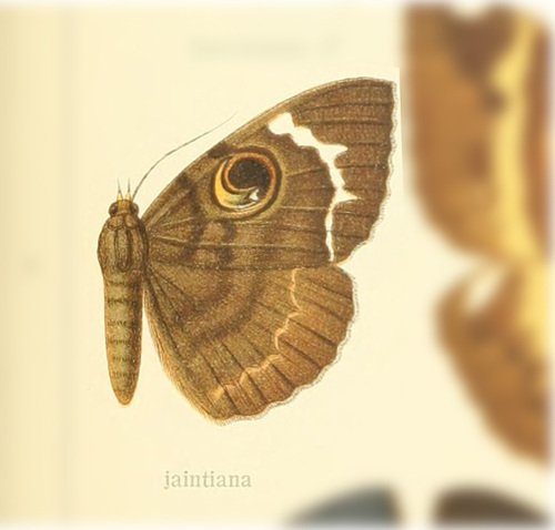 Erebus jaintiana