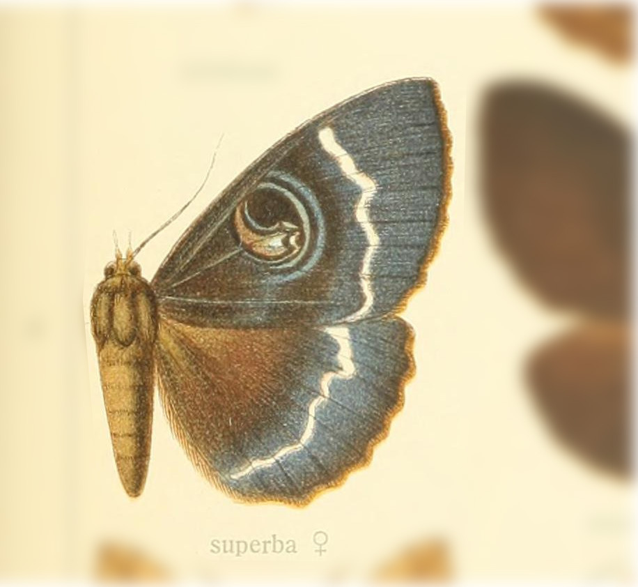 Erebus superba