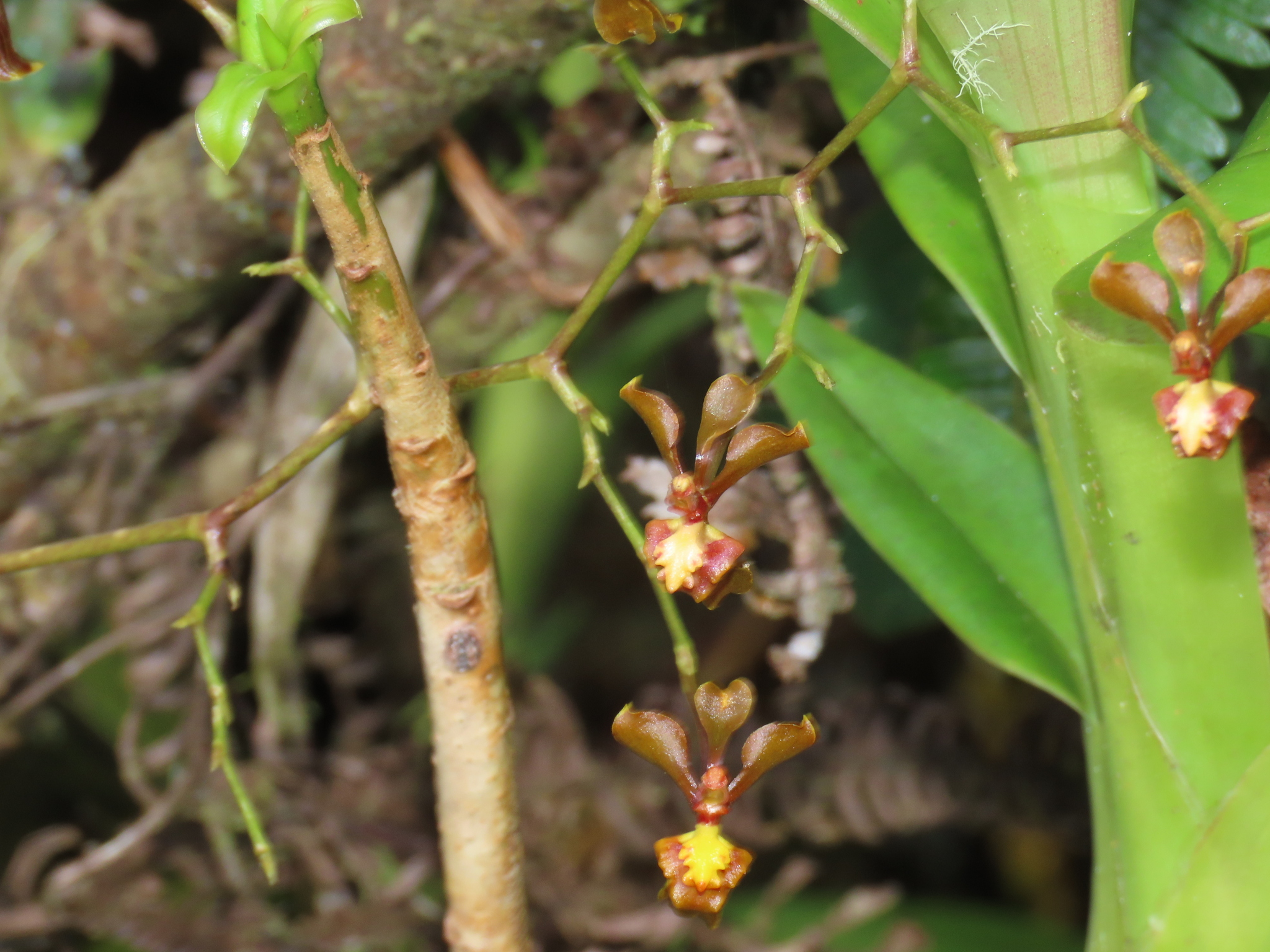 Cyrtochilum umbonatum (Rchb.f.) Kraenzl. 2