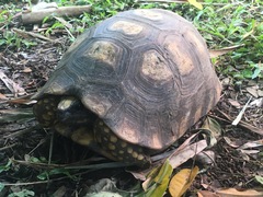 Chelonoidis denticulatus