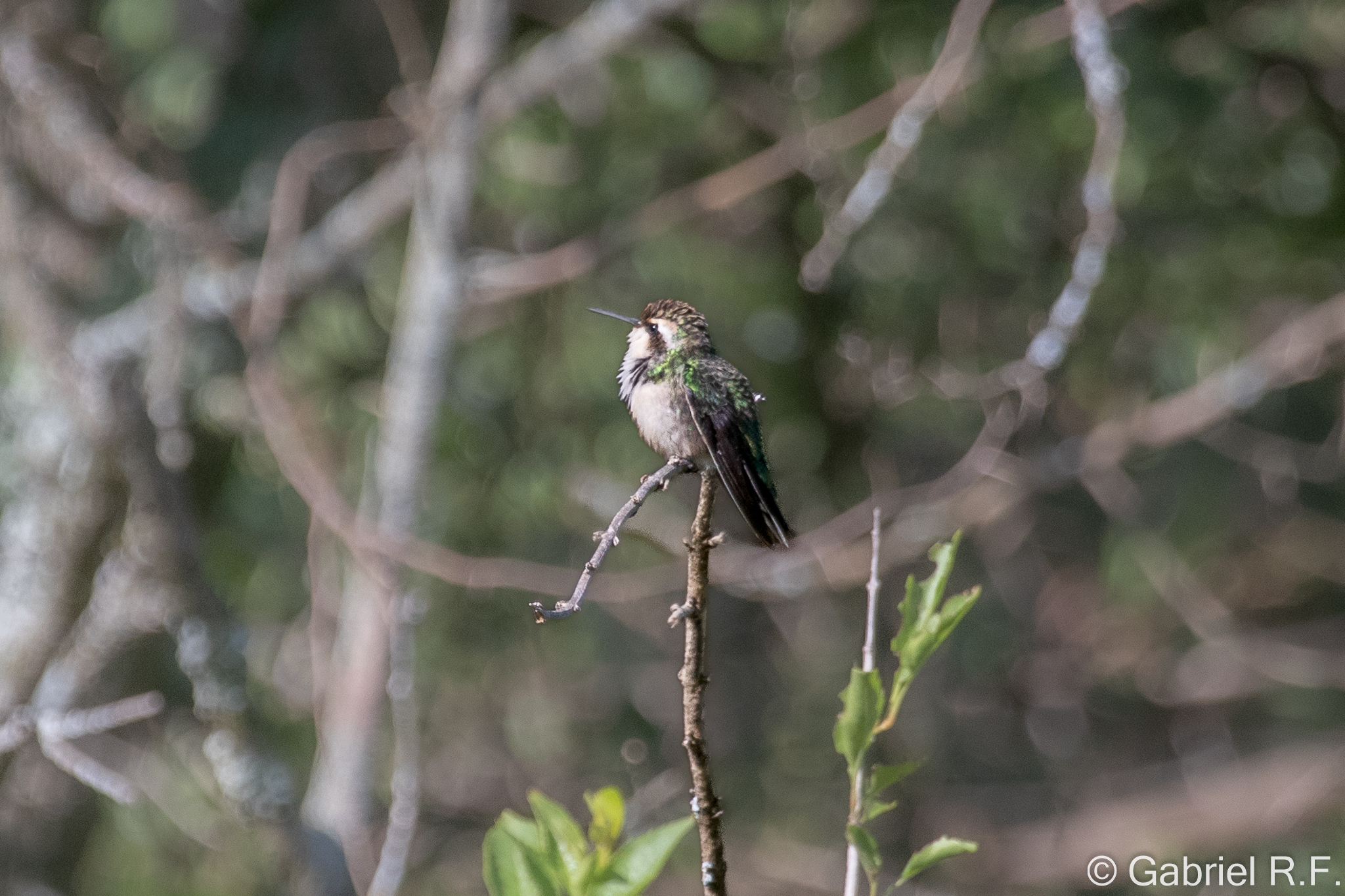 Slender-tailed Woodstar (Microstilbon burmeisteri), photo 2