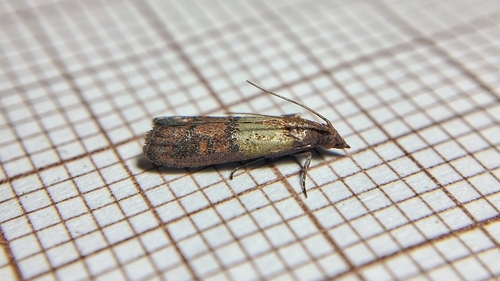 Indian-Meal Moth