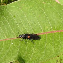 Platydracus fossator
