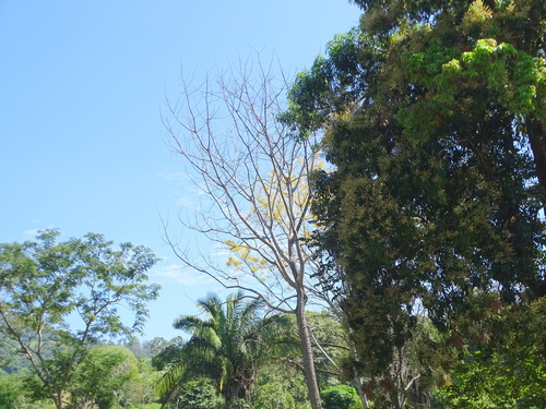 Image of Brazilian Firetree (Schizolobium parahyba) by (c) Alexis López Hernández, some rights reserved (CC BY)