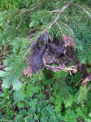 Herpotrichia juniperi