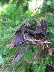 Herpotrichia juniperi