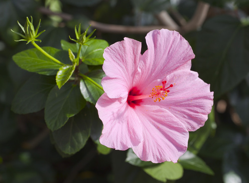 Hibiscus × rosa-sinensis
