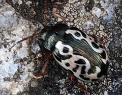 Calligrapha confluens