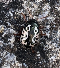 Calligrapha confluens