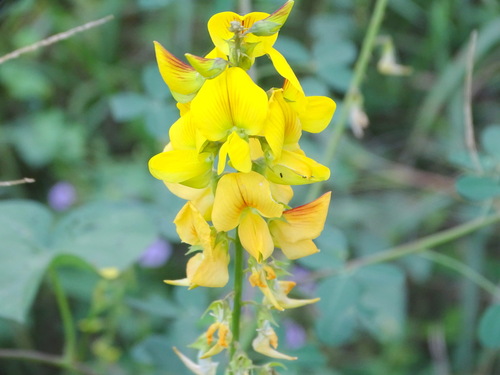 Castanet-plant (Crotalaria longirostrata)