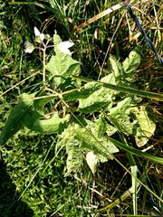 Solanum carolinense