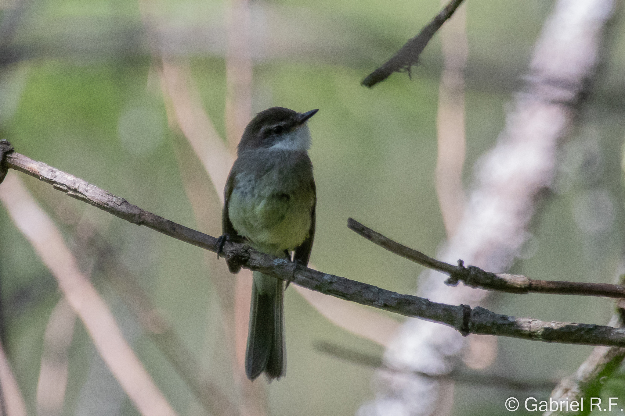 White-throated Tyrannulet (Mecocerculus leucophrys), photo 5