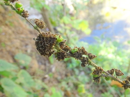 Contracted Velvetleaf (Wissadula contracta)