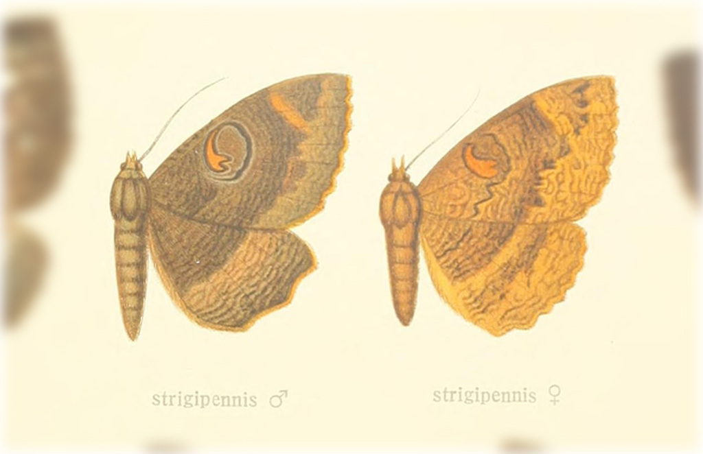 Erebus strigipennis