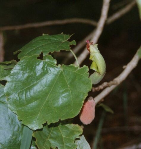 Hibiscadelphus × puakuahiwi
