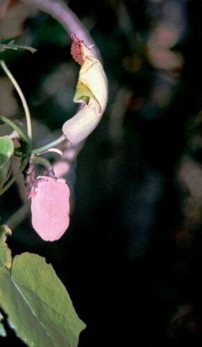 Hibiscadelphus × puakuahiwi