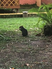 Dasyprocta fuliginosa