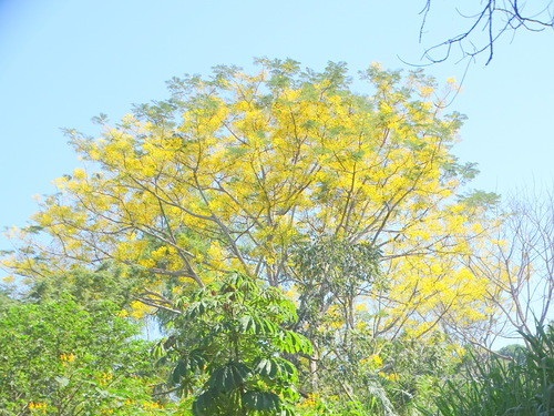 Schizolobium parahyba - Fruit