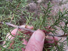 Juniperus arizonica