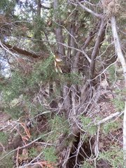 Juniperus arizonica