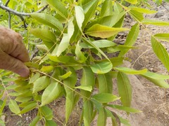 Juglans major