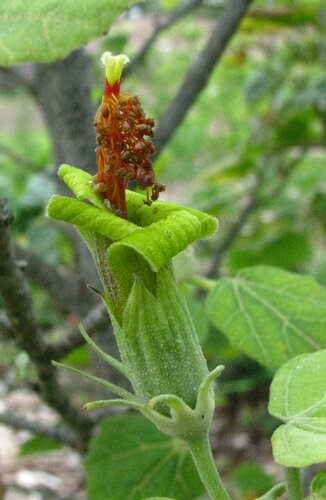 Hibiscadelphus distans