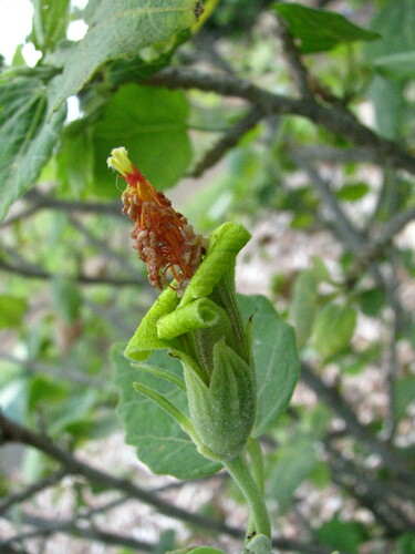 Hibiscadelphus distans