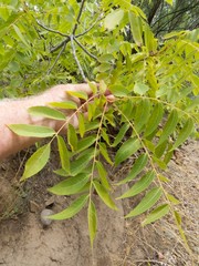 Juglans major