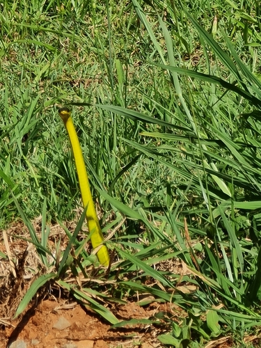 Common Tree Snake sighting